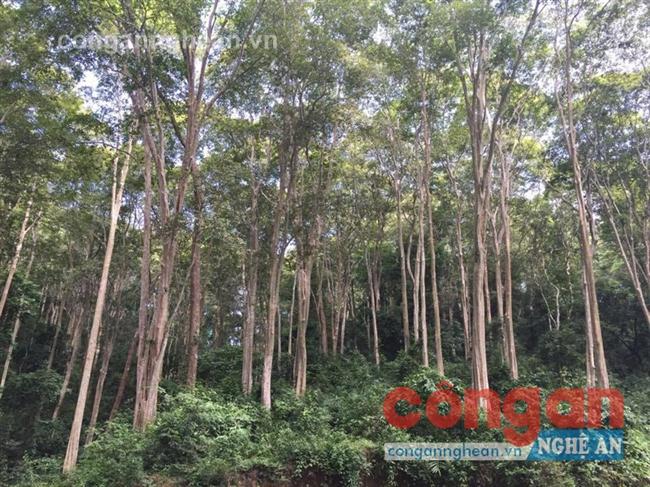 Rừng săng lẻ (Tương Dương) được đưa vào quy hoạch bảo tồn và phát triển bền vững rừng đặc dụng đến năm 2020