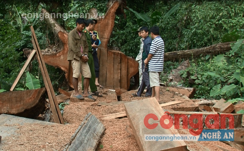 Lán trại và gỗ tại địa điểm khai thác