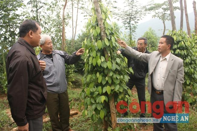 Anh Hoàng Trung Thông (ngoài cùng bên phải) cùng các cựu chiến binh tham quan vườn tiêu của gia đình