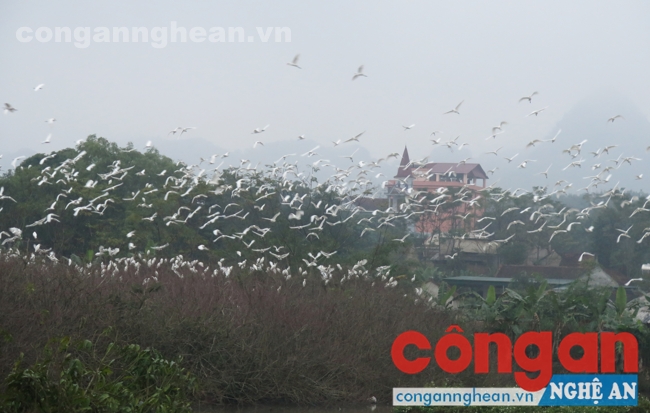 Đàn cò trú ngụ trong khu vườn của gia đình anh Hiền