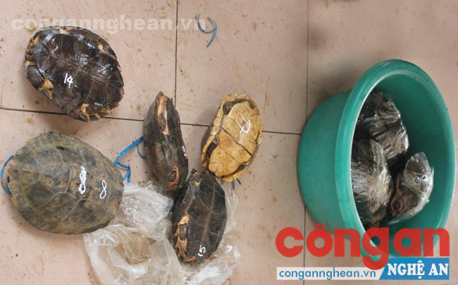 Các cá thể rùa, ba ba bị phát hiện, thu giữ
