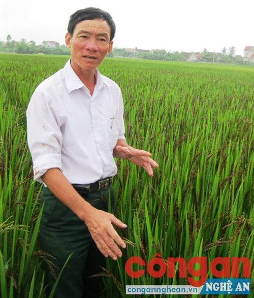 Ông Hòa trên cánh đồng lúa thảo dược