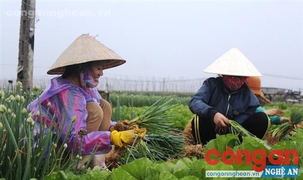 Mô hình rau sạch tại xã Quỳnh Lương, huyện Quỳnh Lưu