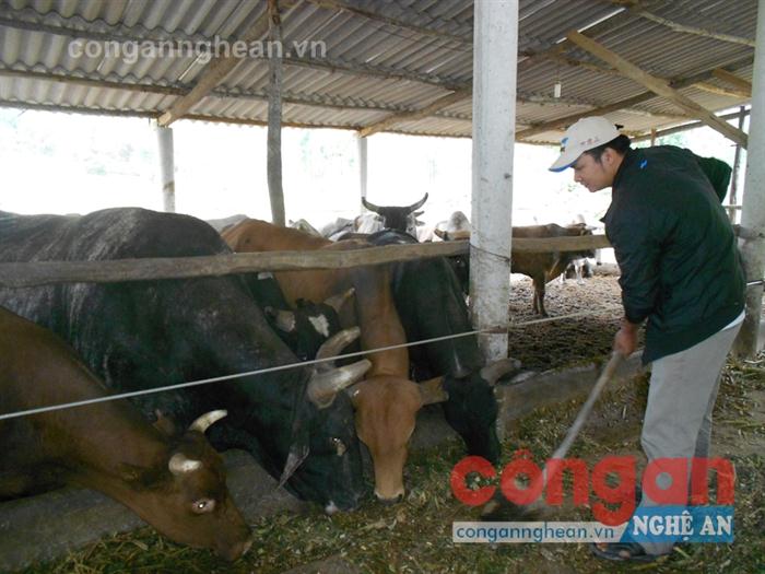 Anh Đặng Thọ Tiến chăm sóc đàn bò của mình