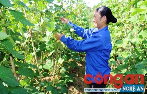 Mô hình HTX hoạt động hiệu quả còn chiếm tỉ lệ thấp (Trong ảnh: Chị Đào Thị Giang, thành viên HTX rau màu Hải Lâm, xã Quế Sơn, huyện Quế Phong chăm sóc giàn đậu của gia đình)