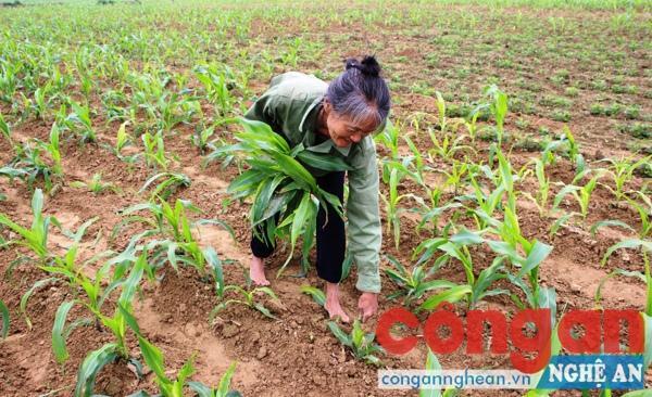 Người dân nhổ bỏ những cây ngô bị bệnh xoắn lùn