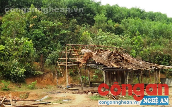 Rừng keo mọc lên trong rừng khoanh nuôi