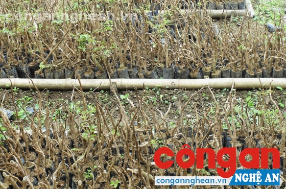 Cây đinh lăng mà bà con bản Tờ trồng giờ chỉ còn trơ gốc