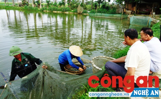 Người dân thu hoạch cá ở trang trại