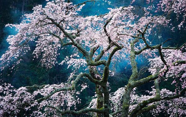 Fascination, Japan - Tác giả: Katsuyoshi Nakahara