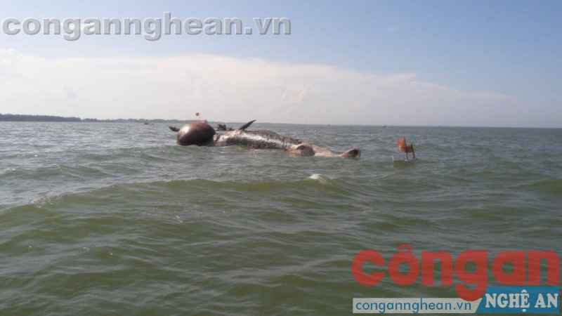 Cơ quan chức năng và người dân đang kéo cá vào bờ để thực hiện nghi lễ chôn cất