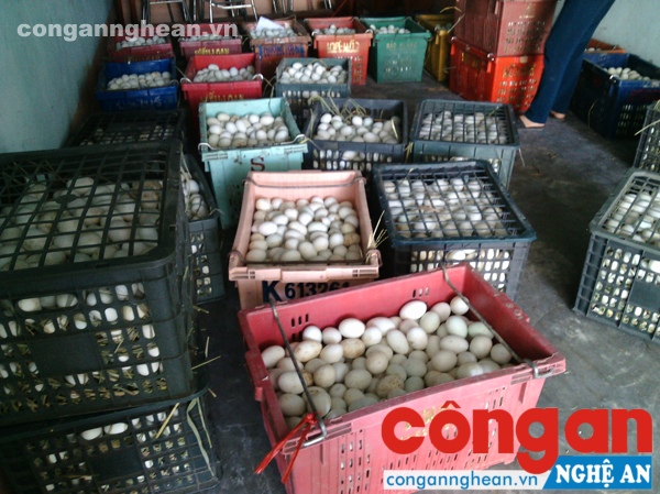Qua kiểm tra, phát hiện trên xe chở 24 thùng nhựa, đựng 8.000 quả trứng vịt lộn, không có giấy tờ hợp lệ.