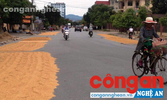  Tình trạng người dân phơi lúa lấn chiếm lòng đường gây bức xúc cho người tham gia giao thông (Ảnh chụp lúc 9 giờ 40 phút ngày 9/6/2016)
