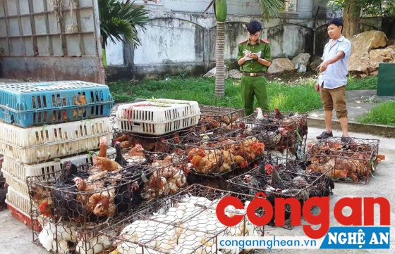 Lực lượng Công an kiểm tra số trứng và gia cầm không rõ nguồn gốc, xuất xứ (Ảnh: Trâm Anh)
