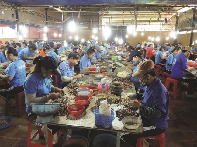 Các học viên cai nghiện đang gia công hạt điều tại trung tâm