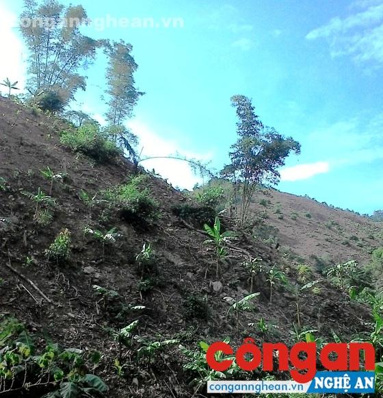 Rừng ở khu vực Cửa Khâu                          đã được xử lý thực bì trong khi chưa được phê duyệt