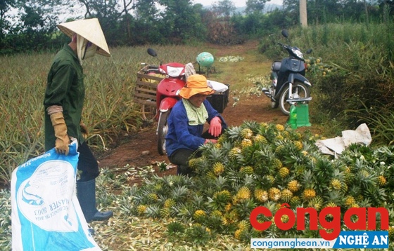 Dứa Quỳnh Lưu được ưa chuộng sau khi được công nhận bảo hộ nhãn hiệu tập thể