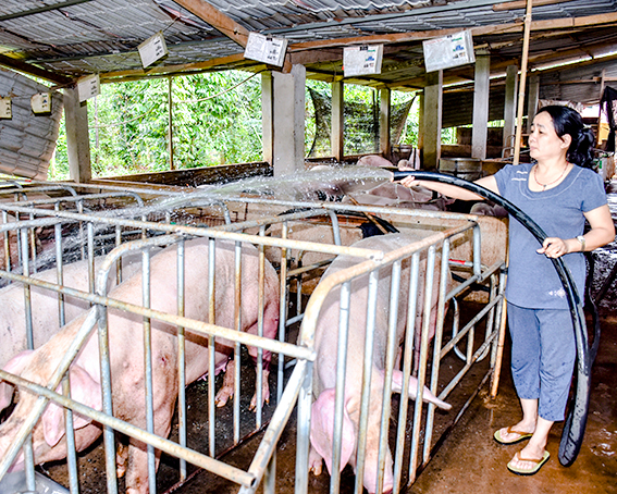 Sôi nổi phong trào phụ nữ sản xuất kinh doanh giỏi Báo Bà Rịa Vũng