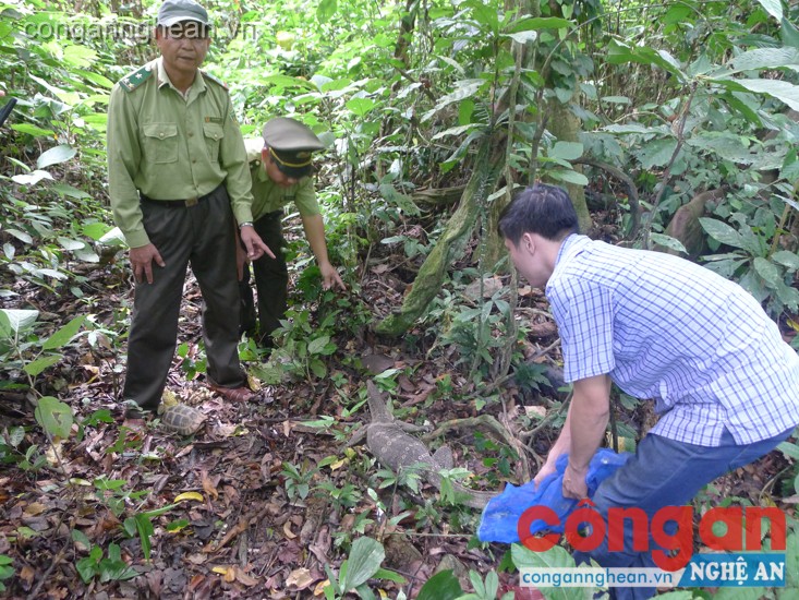 Số cá thể động vật được cán bộ Trung tâm cứu hộ động vật hoang dã thả về rừng