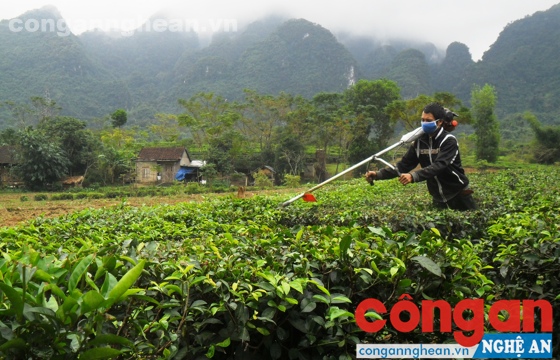  Nông dân áp dụng cơ giới hóa vào sản xuất nông nghiệp