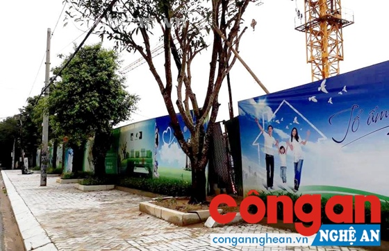 Hàng cây Công ty Tecco trồng trên vỉa hè đường Võ Thị Sáu