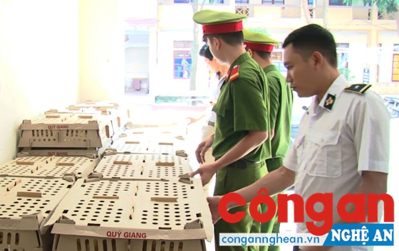 Lực lượng Công an kiểm tra số gia cầm không rõ nguồn gốc