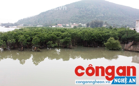 Việc trồng rừng ven biển đang được khuyến khích, nhân rộng trong toàn xã hội