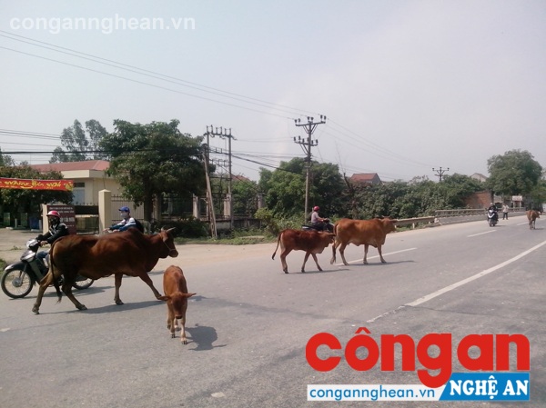 ... và chăn thả gia súc ngênh ngang trên đường đi tiềm ẩn TNGT