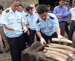 Bắt giữ đường dây vận chuyển trái phép ngà voi 