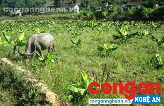 Vườn chuối được kỳ vọng sẽ mang lại hiệu quả kinh tế cho người dân nhưng giờ đây đã lụi dần và cỏ mọc um tùm