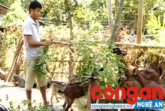  Anh Kỳ chăm sóc đàn dê của gia đình