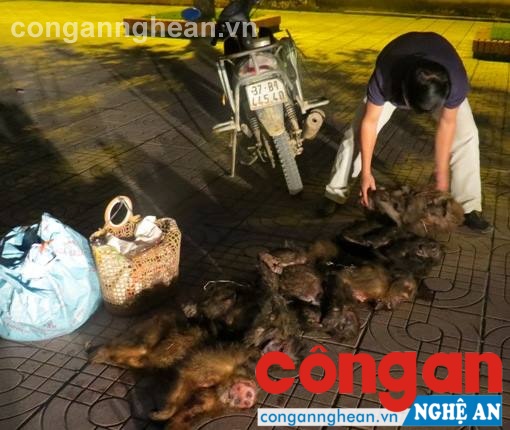 Số cá thể khỉ bị thu giữ