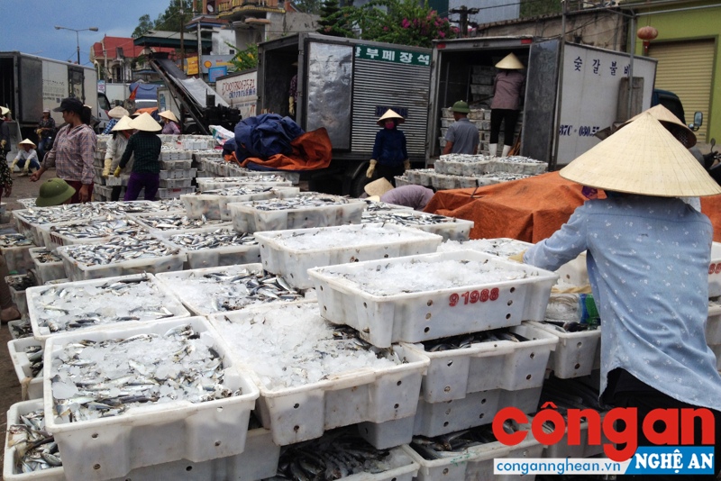 Ngư dân huyện Quỳnh Lưu tấp nập chào đón chuyến tàu đầu năm mới Đinh Dậu 2017