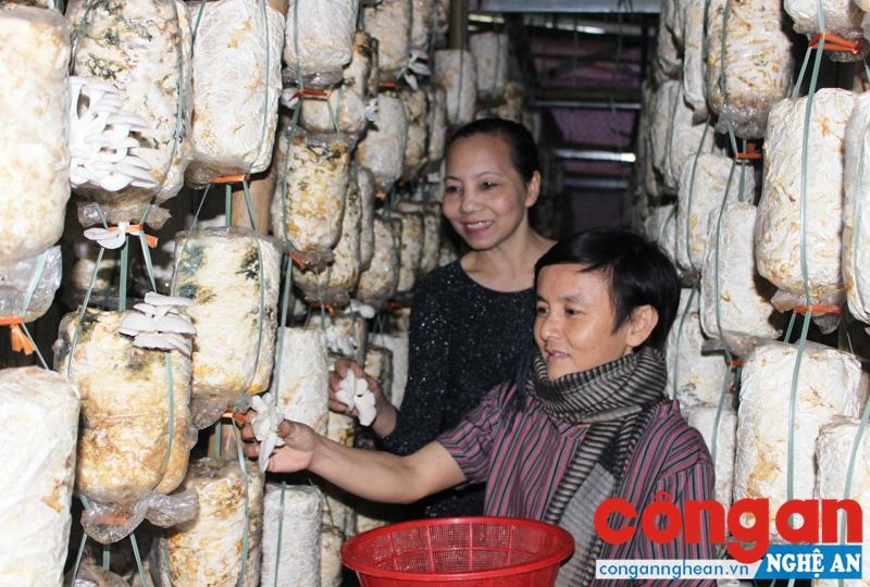 Mô hình trồng nấm an toàn trên địa bàn TP Vinh