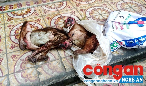 4 cá thể khỉ có trọng lượng 36kg đều đã chết tại thời điểm phát hiện.