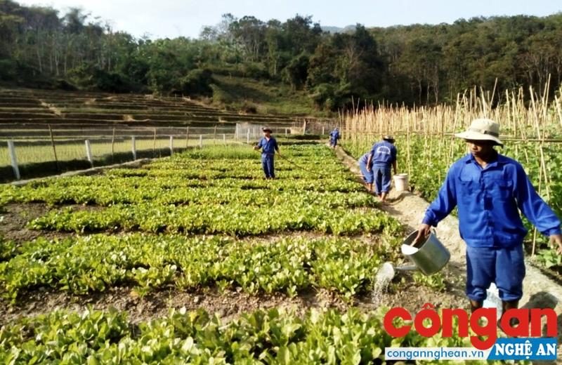 Học viên cai nghiện ma túy chăm sóc vườn rau xanh tại Trung tâm