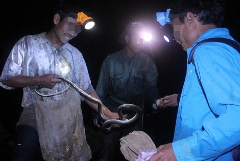 Họ săn bắn bất cứ loài động vật nào bắt gặp trong chuyến săn đêm.