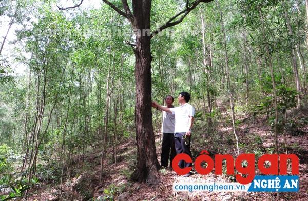 Do bị tranh chấp nên nhiều cây tràm hơn 20 năm tuổi trong khu rừng của ông Cần đến thời kỳ khai thác nhưng vẫn phải “yên vị”