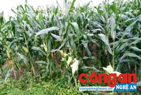Trước ngày thu hoạch, nhiều diện tích ngô ngọt có biểu hiện không cho hạt và bị sâu bệnh