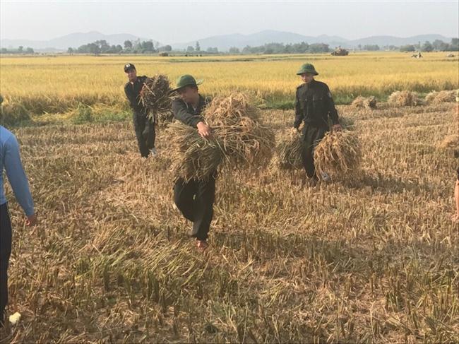 Giúp bà con thu hoạch lúa