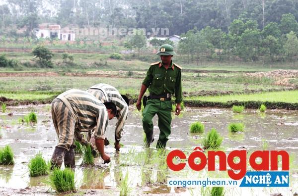  Thiếu tá Võ Tuấn Anh hướng dẫn phạm nhân cấy lúa