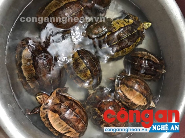 Tang vật vụ án