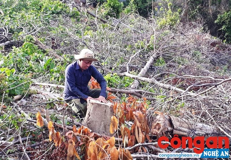 Nhiều diện tích rừng phòng hộ ở Tiểu khu 867, xã Kỳ Tân, huyện Tân Kỳ bị chặt phá khiến dư luận bức xúc