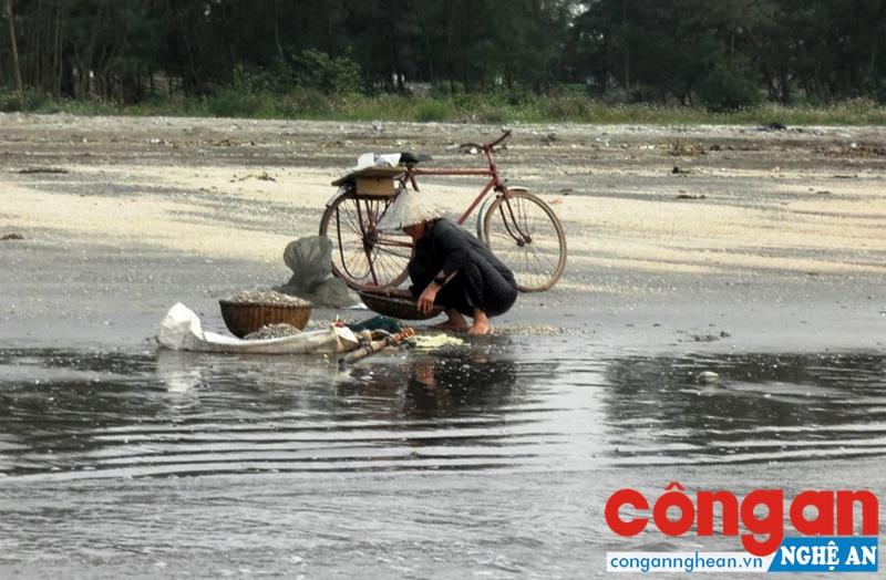 Người dân Quỳnh Thọ cào ngao ở các bãi triều tự nhiên