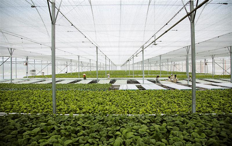 Các HTX hoạt động trong lĩnh vực nông nghiệp sạch góp phần đẩy lùi vấn nạn thực phẩm bẩn - Ảnh minh họa
