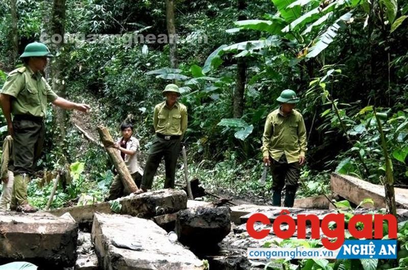 Lực lượng chức năng kiểm tra khu vực rừng bị đốn hạ trái phép ở Tương Dương