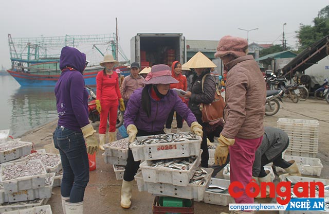 Cảng Lạch Quèn nhộn nhịp người thu mua hải sản trong những ngày cuối năm