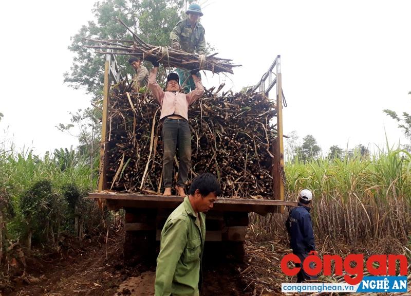 Liên tiếp trong 2 năm vừa qua xảy ra tình trạng cạnh tranh không lành mạnh trong thu mua mía nguyên liệu