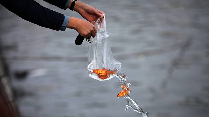 Ngoài ra người Việt Nam còn quan niệm Táo Quân sẽ lên trời và thưa với Ngọc Hoàng Thượng đế những sự kiện xảy ra trong năm vừa qua ở dưới trần gian