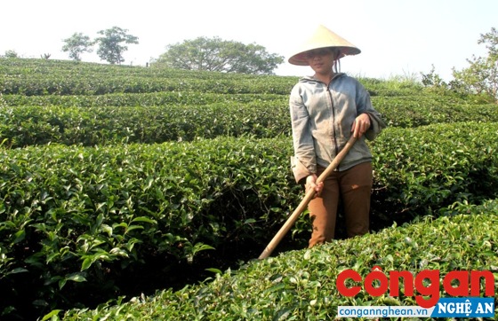 Chậm cổ phần hóa, quyền lợi và nghĩa vụ của người trồng chè chưa được đảm bảo